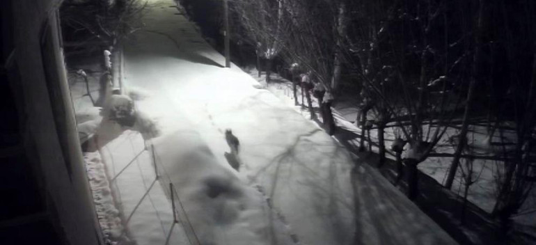 Kurtlar Şehir Merkezinde Dolaşıyor