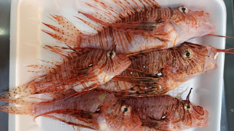 Aslan balığı temizlenmesi