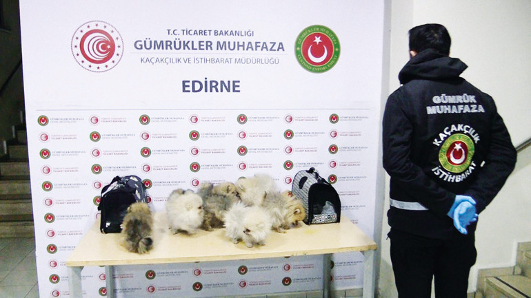 Kaçakçi Hayvanlar 1