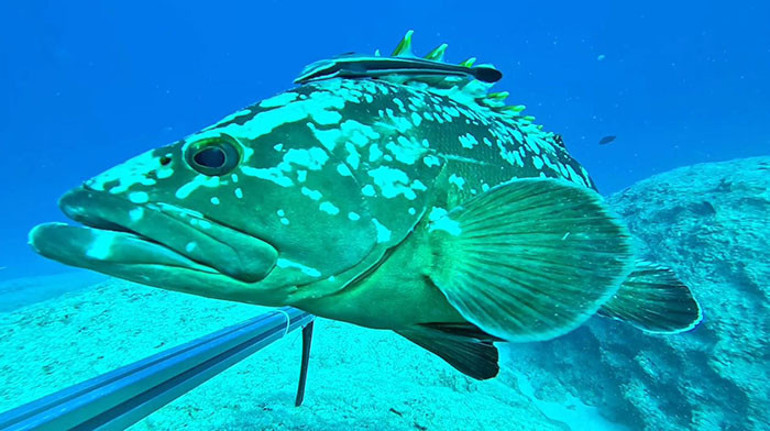 Hayalet Ağ Çalışmaları