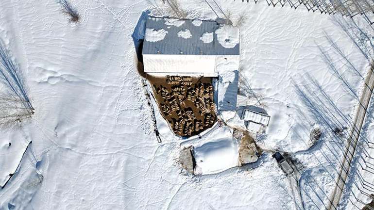 Feyat Polat ve Koyunları