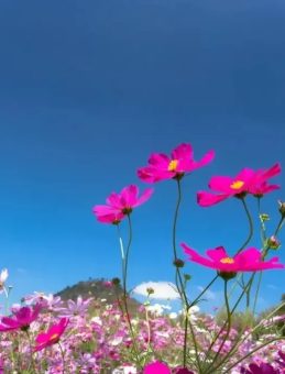 BAHAR YAKLAŞIYOR! Üçüncü cemrenin tarihi ve düştüğü yer belli oldu!