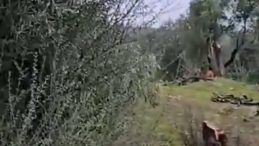 Bakan Yumaklı'dan CHP'nin Zeytin Ağacı Moratoryumuna Tepki! S&ouml;zde &Ccedil;evre Hassasiyeti Rant Oyunları İ&ccedil;in Mi?