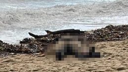 Balıkesir'de Sahilde Kadın Cesedi Bulundu!