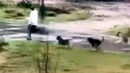 Başakşehir ve Beylikd&uuml;z&uuml;'nde Sokak K&ouml;peklerinin Saldırısı Endişe Yarattı