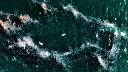 Boğaz'daki Kirlilik Denizanalarını Y&uuml;zeye &Ccedil;ıkardı