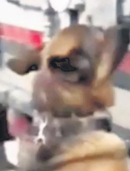 &Ccedil;i&ccedil;ek Y&uuml;kl&uuml; TIR'dan Milyonluk Uyuşturucu ve Altın &Ccedil;ıktı