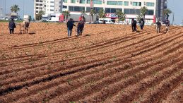 &Ccedil;ift&ccedil;ilerin Kullandığı Geleneksel Y&ouml;ntem Tartışma Yarattı