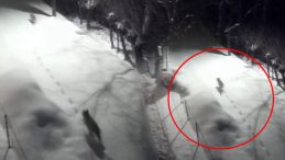 Dağdan Şehir Merkezine İndiler! 'Evlerimize Yanaşmaya Başladılar, S&uuml;r&uuml; Halinde Dolaşıyorlar'