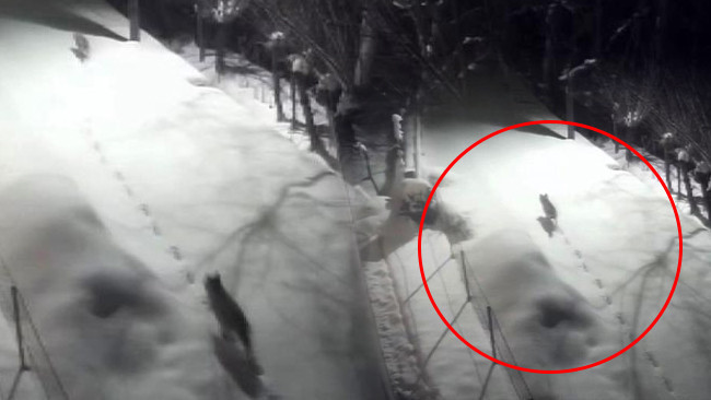 Dağdan Şehir Merkezine İndiler! 'Evlerimize Yanaşmaya Başladılar, S&uuml;r&uuml; Halinde Dolaşıyorlar'