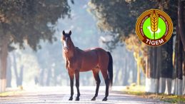 Değeri 100 Milyon Lira Olan Yarış Atları Kayıp Mı? TİGEM'den A&ccedil;ıklama Geldi