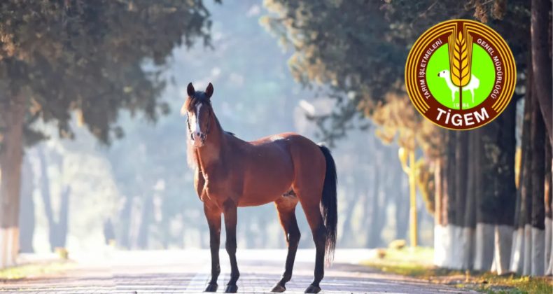 Değeri 100 Milyon Lira Olan Yarış Atları Kayıp Mı? TİGEM'den Açıklama Geldi