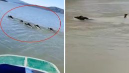 Diyarbakır'da teknedeki balık&ccedil;ı kayda aldı: S&uuml;r&uuml; halinde y&uuml;z&uuml;p karşıya ge&ccedil;tiler