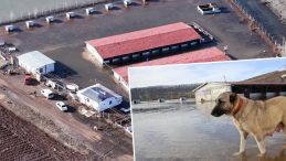 D&uuml;nyaca &Uuml;nl&uuml; Marka Değeri Anadolu Aslanları Su Altında Kaldı: 'B&ouml;lgede İlk Kez B&ouml;yle Bir Olay Yaşandı'