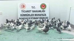 G&uuml;mr&uuml;kte 85 Bin Canlı Hayvan Ele Ge&ccedil;irildi