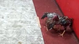 Horoz D&ouml;v&uuml;ş&uuml;ne Baskın! Temizlik&ccedil;i Kılığına Giren Polis Operasyon Yapıyor