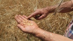 İsrail&rsquo;den Tek Bir Tohum Dahi Almıyoruz