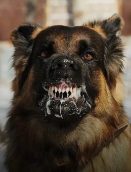 İstanbul Valiliği'nden 'Kuduz Vakalarında Patlama' İddiasına Yanıt