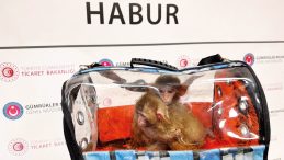 Ka&ccedil;ak&ccedil;ıların 'Hayvanat Bah&ccedil;esi'