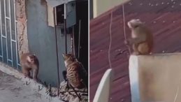 Kadık&ouml;y'deki Makak Maymunu Kurtarıldı