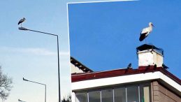 Kentte hava sıcaklığı mevsim normallerinin &uuml;zerine &ccedil;ıktı: Bina &ccedil;atılarında g&ouml;r&uuml;nd&uuml;! 'Bu yıl biraz erken geldiler'