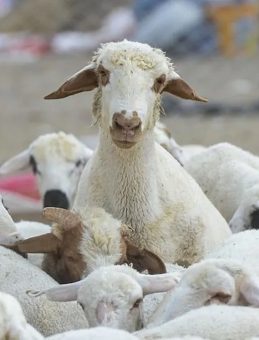 Kırsalda Bereket K&uuml;&ccedil;&uuml;kbaş Destek Projesi Başvurusu Zamanı: 150 Bin K&uuml;&ccedil;&uuml;kbaş ve Faizsiz Kredi Desteği!