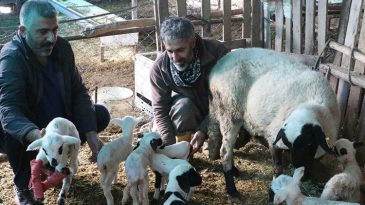 Koyun Doğumu Şaşırttı: &Ccedil;ift&ccedil;i Hayretler İ&ccedil;inde Kaldı