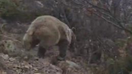 Kuş G&ouml;zlemi İ&ccedil;in Araziye &Ccedil;ıkan Dağcı Ayı ile Karşılaştı