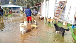 Marmaris&rsquo;te Hayvan Barınağını Su Bastı