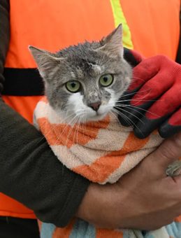 Meri&ccedil; Nehri'nde Sel Felaketi: Hayvanlar Kurtarıldı!