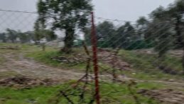 Milas'ta Zeytin Ağa&ccedil;larının Kesimi! CHP İl&ccedil;e Başkanı Hakkında Ceza Verildi