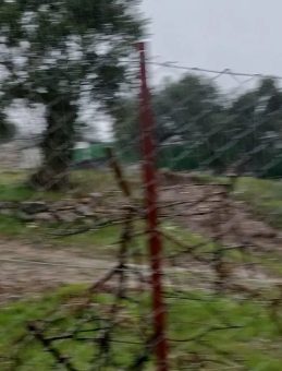 Milas'ta Zeytin Ağa&ccedil;larının Kesimi! CHP İl&ccedil;e Başkanı Hakkında Ceza Verildi