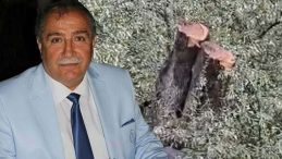 Milas'taki Zeytin Ağacı Kesimi &Uuml;zerine CHP İl&ccedil;e Başkanı İstifa Etti