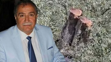 Milas'taki Zeytin Ağacı Kesimi &Uuml;zerine CHP İl&ccedil;e Başkanı İstifa Etti