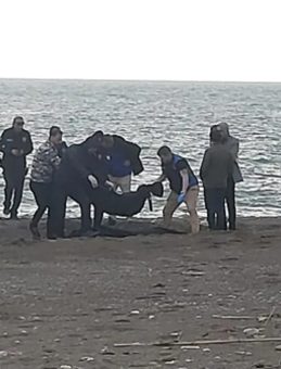 Muğla'da Sahilde Par&ccedil;alanmış Bir Erkek Cesedi Bulundu