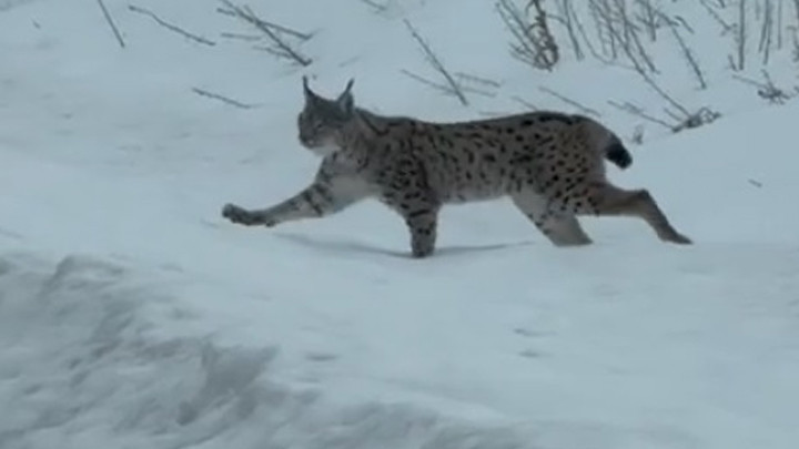 Nesli T&uuml;kenme Tehlikesi Altında Bulunan Vaşak Bayburt'ta G&ouml;r&uuml;nt&uuml;lendi