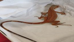 Nevşehir'de İzinsiz Iguana Besleyen Kişiye 15 Bin TL Ceza Uygulandı