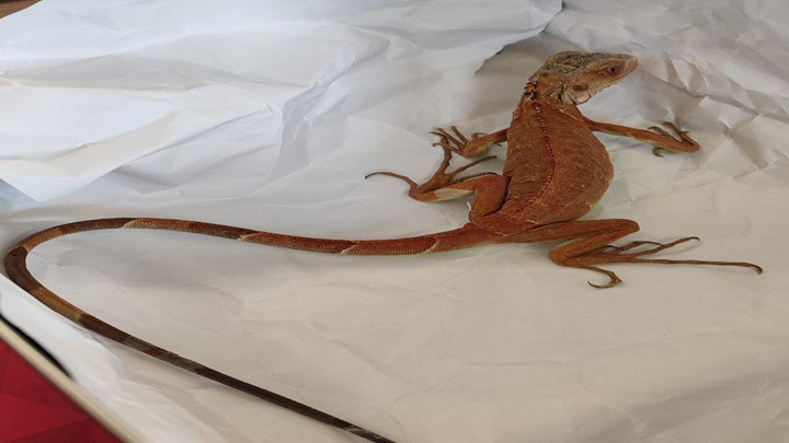 Nevşehir'de İzinsiz Iguana Besleyen Kişiye 15 Bin TL Ceza Uygulandı