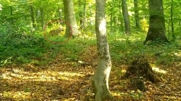 Ormanda S&uuml;r&uuml; Halinde G&ouml;r&uuml;nt&uuml;lendiler: Fotokapan Her Anı Kaydetti