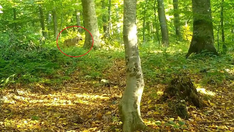 Ormanda S&uuml;r&uuml; Halinde G&ouml;r&uuml;nt&uuml;lendiler: Fotokapan Her Anı Kaydetti