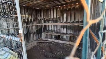 Osmaniye'de Bah&ccedil;eye Giren Hırsız G&uuml;vercinleri &Ccedil;aldı, O Anlar Kameraya Yansıdı