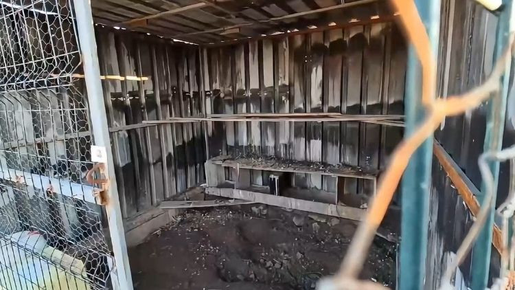 Osmaniye'de Bah&ccedil;eye Giren Hırsız G&uuml;vercinleri &Ccedil;aldı, O Anlar Kameraya Yansıdı