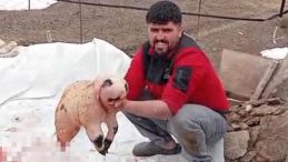 Pandaya Benzeyen Kuzu İncelemeye Alındı! 'B&ouml;yle Bir Durumla İlk Kez Karşılaştık'