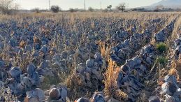 Pazarda tanesi 80 liradan satılıyor: &Ccedil;ift&ccedil;iden almak istedikleri fiyat 'pes' dedirtti