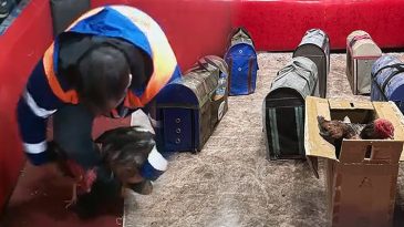 Polis, Temizlik İş&ccedil;isi Kıyafetiyle Horoz D&ouml;v&uuml;ş&uuml;ne Baskın D&uuml;zenledi; 661 Bin Lira Para Cezası Uygulandı