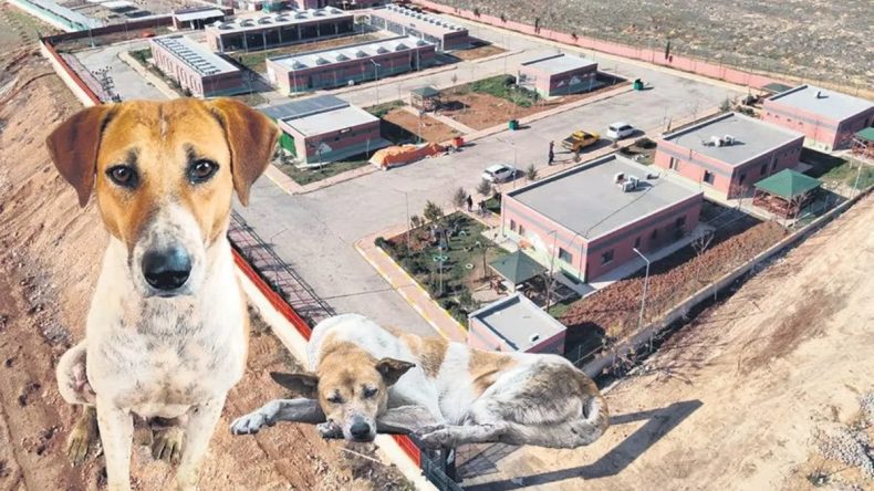 Şanlıurfa, Sahipsiz K&ouml;pek Problemini Aşmayı Başardı