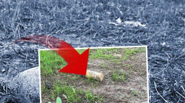 Şaşkına &ccedil;eviren olay: Piknikte bulup 10 g&uuml;n evinde sakladı; m&uuml;zeye g&ouml;t&uuml;r&uuml;nce alarm verildi