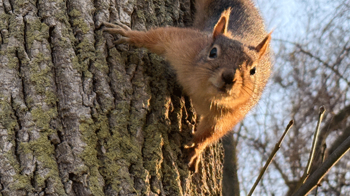 Sincabın Sevimli Halleri Gözler Önüne Serildi