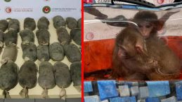 SON DAKİKA: S&uuml;l&uuml;kten Maymun'a, 85 Bin Canlı! Sınırda B&uuml;y&uuml;k Operasyon: Şok Edici Rakamlar