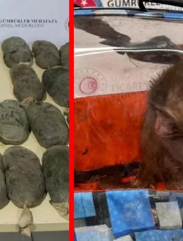 SON DAKİKA: S&uuml;l&uuml;kten Maymun'a, 85 Bin Canlı! Sınırda B&uuml;y&uuml;k Operasyon: Şok Edici Rakamlar